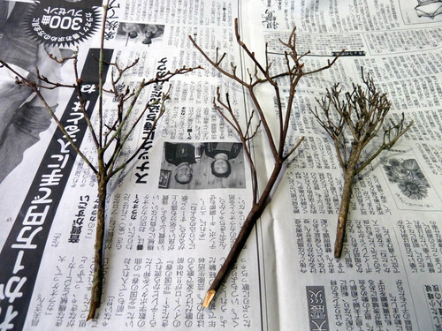 自然の枝.jpg